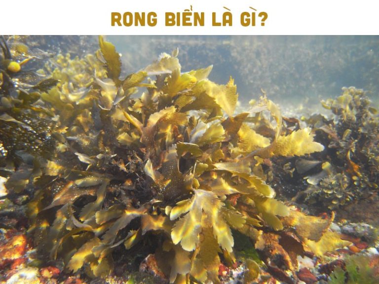 Rong biển: Đặc điểm, lợi ích và cách nấu các món rong biển